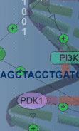 DNA
