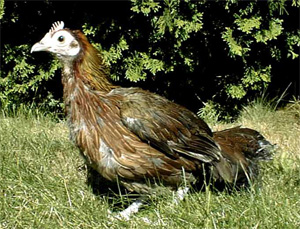 Red Jungle Fowl