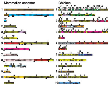 Genome rearrangement