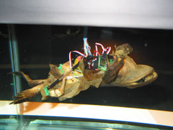 Frog with Implanted Webserver