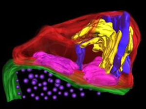 Dendritic Spines in 3D