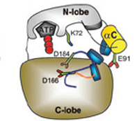 Protein Kinase Activation
