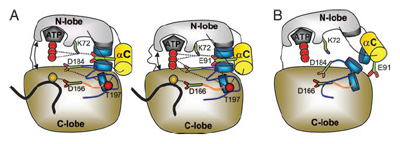 Protein Kinase Activation