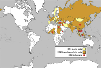 Avian flu incidence