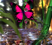 Butterfly win Grand Prize in student competition