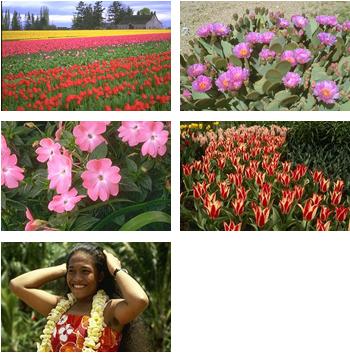 Flowers