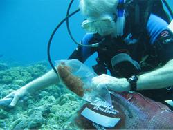 Gerwick sample collecting
