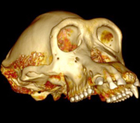 Imaging of chimpanzee skull