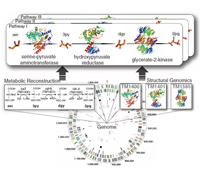 3D Structural View of Central Metabolic Network of T. maritima