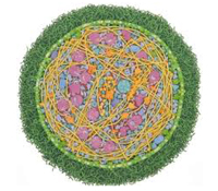 Virtual Cell