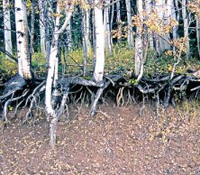 Aspen tree roots offer a metaphor for a better data center topology