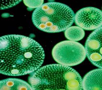 algae sample