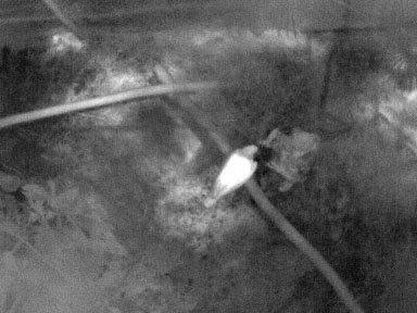 Thermal imagery of Harpy Eagle obtained at the Belize Zoo
