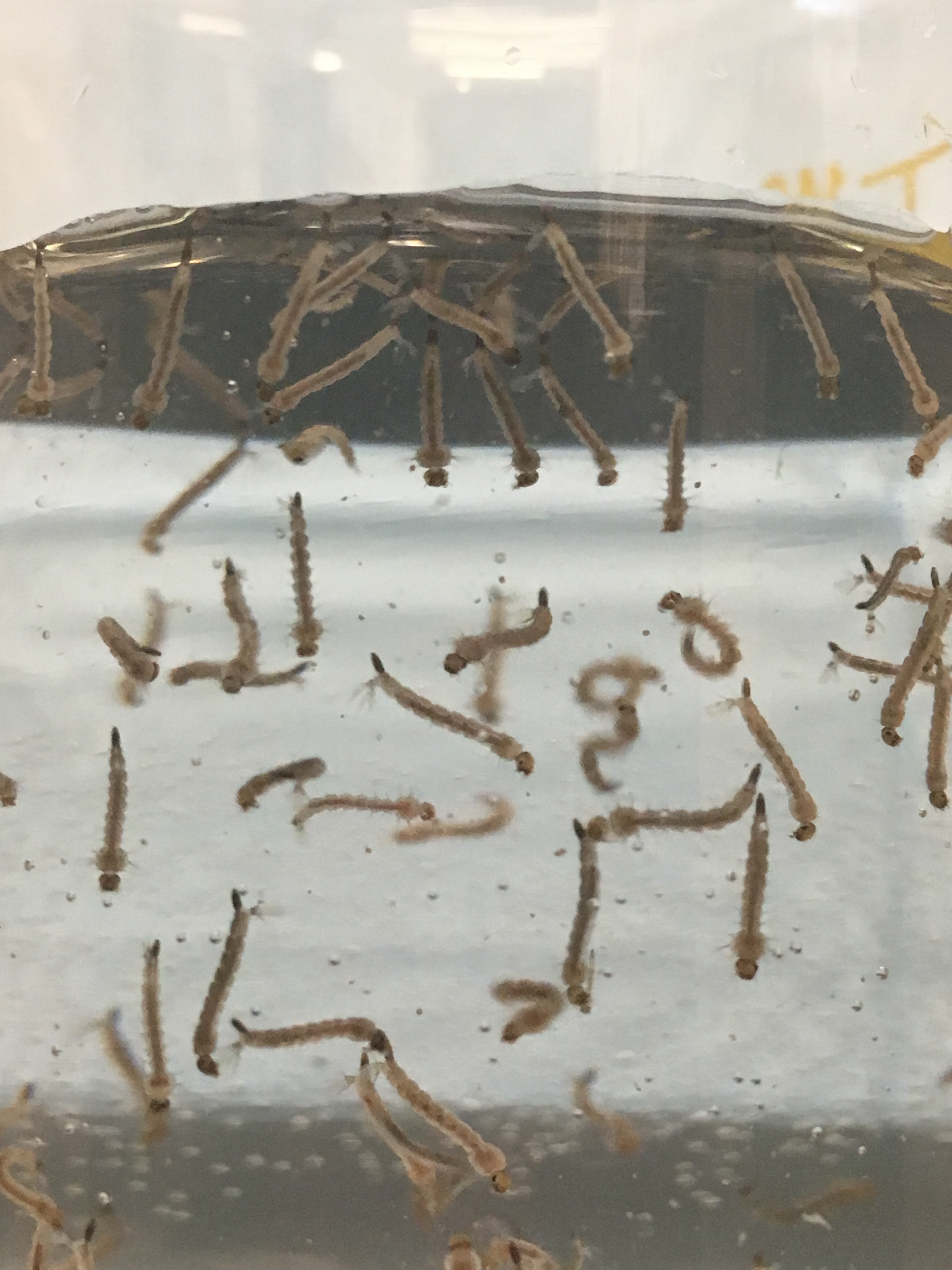 Larvae mosquitoes of the species Aedes aegypti.