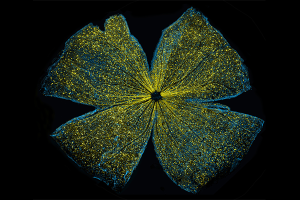 Mouse retina visualization takes top prize in NIH visualization challenge