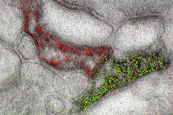 Multicolor electron microscopy (EM)