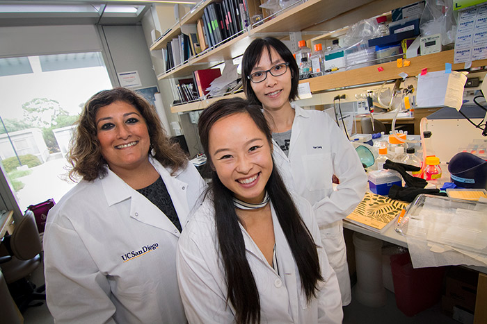 This summer UC San Diego senior Mandy Che is conducting research in the Department of Medicine in the laboratory of Professor Farah Sheikh with mentorship from postdoctoral fellow Yan Liang. Photo by Erika Johnson/University Communications.