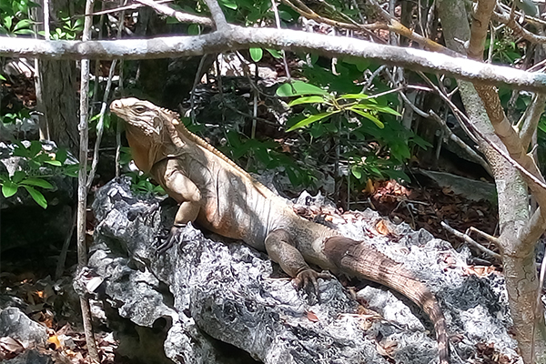 Sister Islands Rock Iguana