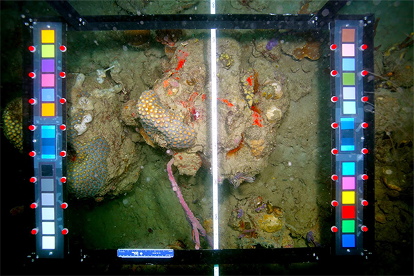 Capturing images of coral reef to be analyzed using CoralNet Beta software