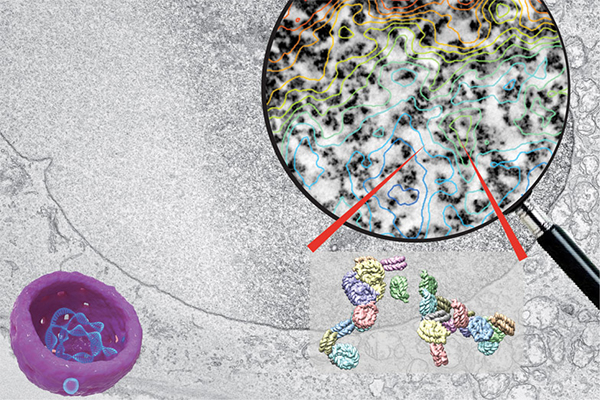 How human cell organizes DNA and Chromatin; new 3D imaging.