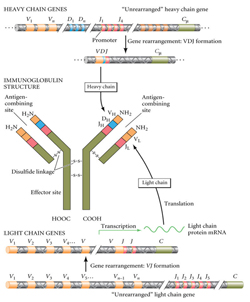 Antibody