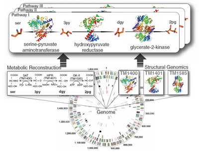 T. maritima 3D metabolic structure