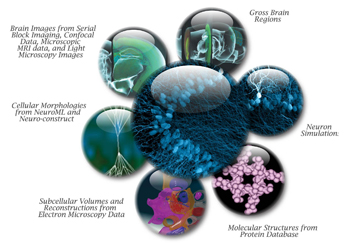 Whole Brain Catalog data types