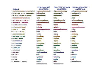 Evolution Comparison