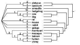 Tree of Life