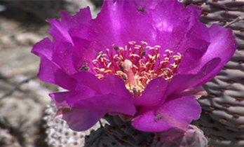 Flower blooms