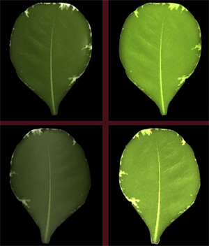 Multilayered Leaf