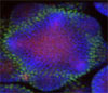 2006 UC Irvine Synthetic Biology Symposium