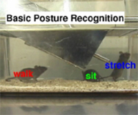 Automated Monitoring of Animal Behavior in Medical Research